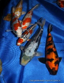 Koi Fish